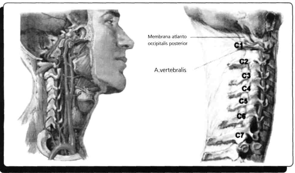 B) A. vertebralis C) A. pharyngea ascendens D) A. meningea posterior E) A.