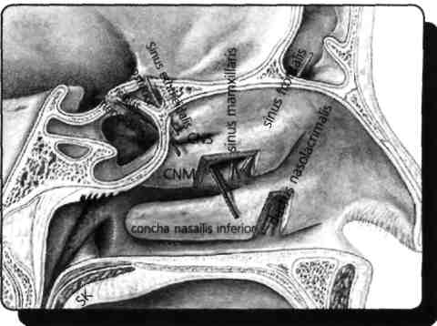 Meatus nasi medius'a sinüs maxillaris, sinüs frontalis, cellulae ethmoidales anteriores ve medius Meatus nasi suprema veya superior'a sinüs sphenoidalis ve cellulae ethmoidales posterior açılır.