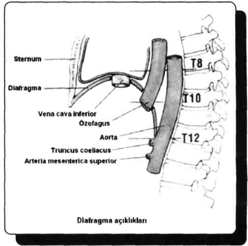 99) Aorta diafragmayı hangi seviyede geçer? A) T8 B) T10 C) T11 D) T12 E) L1 Aorta thoracicae T12 seviyesinde diafragmadan ductus thoracicus, v. azygos ve v.