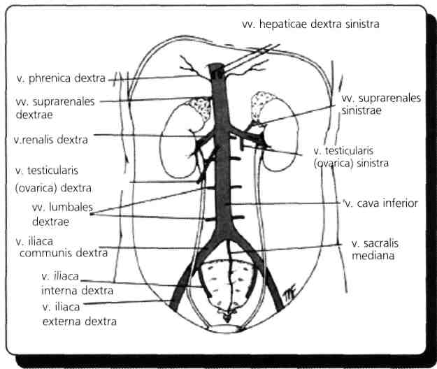 103) Arteria ovarica aşağıdakilerden hangisi aracılığı ile overe gelir?