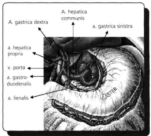 A) Mide B) Özofagus C) Dalak D) Safra kesesi E) Transvers kolon Truncus coeliacus T12 seviyesinde aorta abdominalis'ten çıkar.