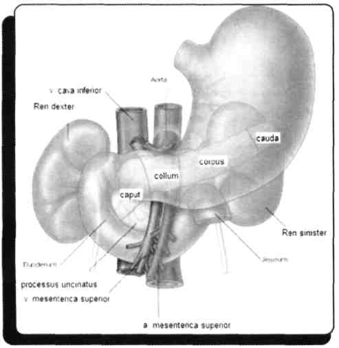 113) Pankreas başı ve processus uncinatus arasındaki tümör hangisine bası yapar? A) Aorta abdominalis B) A. mesenterica superior C) A. mesenterica inferior D) A. gastroduodenalis E) A.