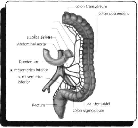 D) A. rectalis superior E) A. rectalis inferior İnen kolonu a. colica sinistra besler ve a. mesenterica inferior'un dalıdır. Mesenterica inferior'un diğer dalları sigmoid kolonu besleyen a.