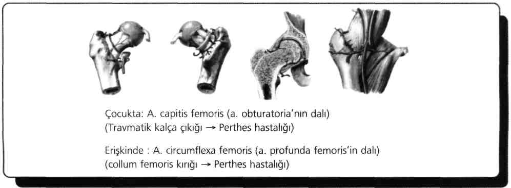 Arteria tibialis posterior, popliteal arterin dalıdır ve bacak arka yüzünün arteridir, nabzı malleolus medialis arkasında alınır. A.