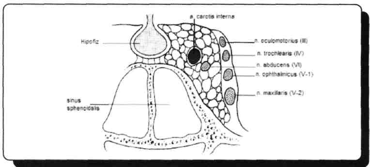 N. opticus (C.N.II) N. oculomotorius (C.N.III) N. ophthalmicus (C.N.V1) N. abducens (C.N.VI) A. v. ophthalmicae A. carotis interna ve n. abducens iç duvarda diğerleri ise dış duvarda yer alır.