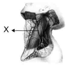 temporalis superficialis C) V. retromandibularis r. posterior - v. auricularis posterior D) V. maxillaris - v. retromandibualis r. anterior E) V. temporalis superficialis - v. retromandibularis r. posterior V.