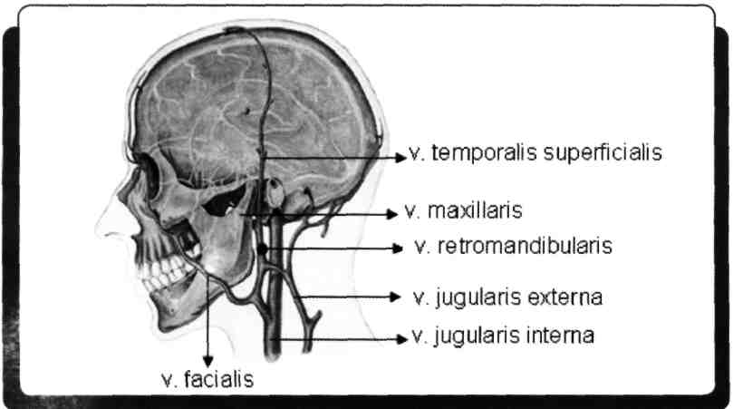 V. jugularis externa m. sternocleidomastoideus'u önden çaprazlayan ve v. subclavia'ya dökülen vendir. V. retromandibularis'in posterior ramusu ile v. auricularis posterior'un birleşmesiyle oluşur.