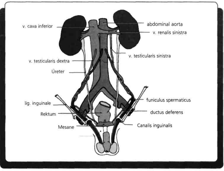 Vv. rectales mediae'ler v. iliaca interna yoluyla v. cava inferior'a; w. rectales inferiores'ler ise v. pudenda interna'dan v. iliaca interna'ya oradan v. cava inferior sistemine dökülürler. Vv.