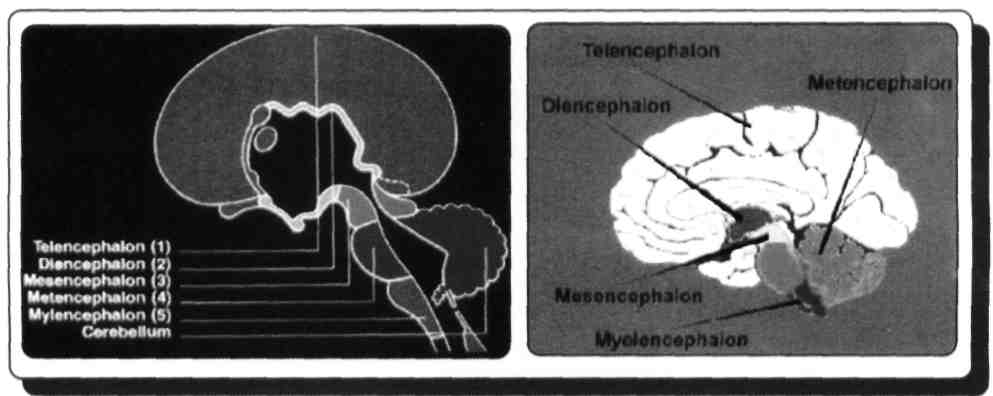 BÖLÜM: 4 MERKEZİ SİNİR SİSTEMİ MSS bölümleri: Prosencephalon (Telencephalon ve diencephalon) Mesencephalon Rhombencephalon (Metencephalon ve myelencephalon) Telencephalon yapıları ise hemisferium