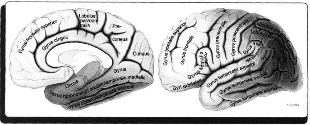 Uncus (lobus insularis) temporal lobun iç kısmında görülen en ilkel beyin lobudur koku ve tat beynidir. Dış yüzde görülmez.