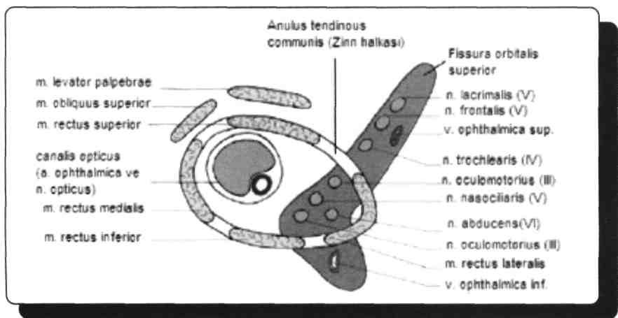 minor'lerin içinde yer alan canalis opticus'lardır. Canalis opticus'larda a. ophthalmica'lar ve n. opticus beraberdir.
