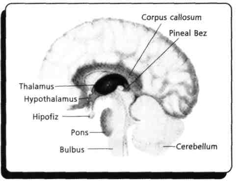 10) Glandula pinealis beynin neresinde yerleşmiştir?