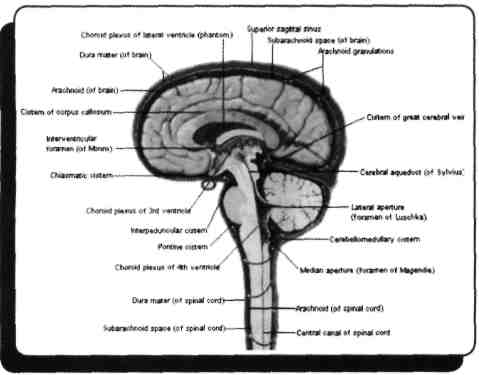 12) Hipofiz ve diaphragma sellae'nın üzerinde infindibulum önünde yer alan oluşum hangisidir? (Nisan - 1993) A) Optik sinir B) Chiasma opticum C) N.trochlearis D) N.abducens E) N.