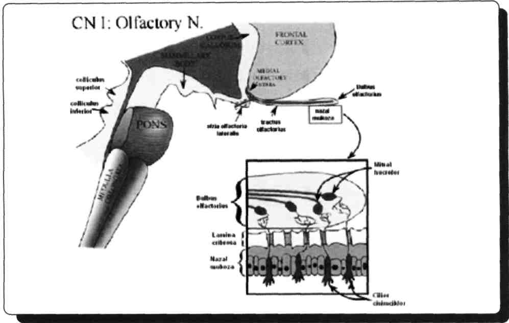 7) N.opticus liflerinin çoğu aşağıdakilerden hangisinde sonlanır?