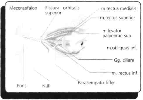 Parietal radiatio optica kesisi (Meyer): Kontrlateral homonim alt quadranopsi Oksipital lob calcarin sulcus hasarı: Kontrlateral homonim hemianopsi (santral görme kurtulur). 15) Hangisini n.