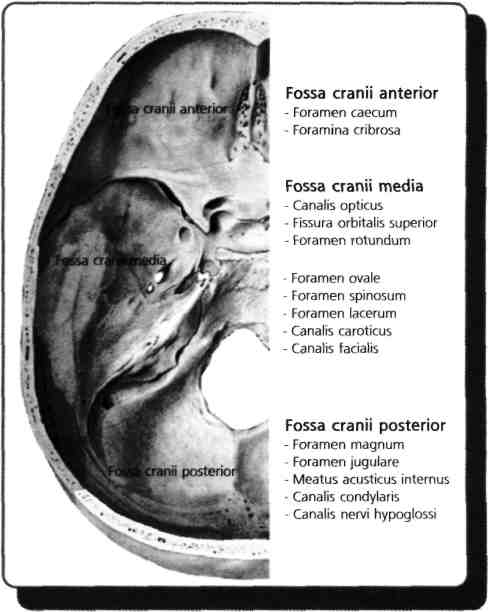 43) Meatus acusticus internus'tan nervus vestibulocochlearis dışında hangisi geçer? A) N. VI B) N. V C) N. VII D) N. IX E) N. X N.