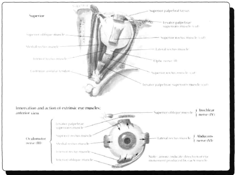 D) M.obliquus inferior E) M.rectus lateralis 28) Aşağıdakilerden hangisi anulus tendineus communis'den geçmez? A) N. opticus B) N. oculomotorius C) N. abducens D) N. trochlearis E) N.