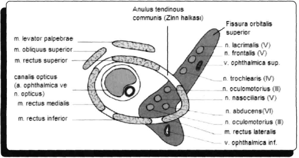 Mezensefalonda colliculus inferior'lar düzeyinden çıkar. Beyin sapını dorsalden terk eden, en ince ve çekirdekten sonra tüm lifleri çapraz yapan tek kafa çiftidir. Yanıt - E 30) M.