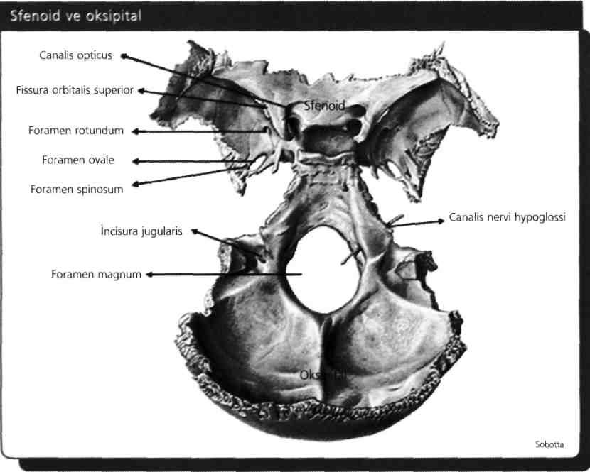 For. jugulare (temporalle oksipital arasında): N. IX, N. X, N. XI' in bulbar kökü, v. jugularis interna, sinüs sigmoideus ve sinüs petrosus inferior, a. pharyngea ascendens'in meningeal dalları (a.