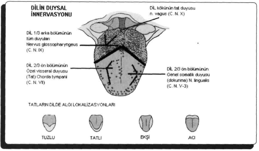 D) Çiğneme kaslarından proprioseptif duyu impulsları, nuc. mesencephalicis nervi trigemini'de bulunur. E) Duysal ganlionunun adı ganglion geniculi'dir N.trigemunus'un sensitif ganglionu ggl.