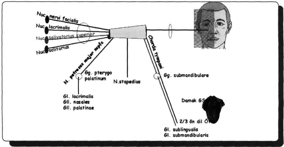 Dilin 2/3 ön kısmının tat duyusunu n.facialis (N. VI-l)'in chorda tympani dalı; genel somatik duyularını ise n.trigeminus (N. V)'un n.lingualis dalı alır.