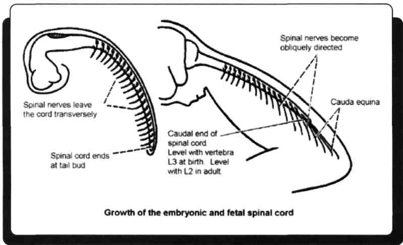 BÖLÜM: 6 MEDULLA SPİNALİS VE SPİNAL SİNİRLER 1) Erişkinde medulla spinalis hangi vertebralar seviyesindedir?