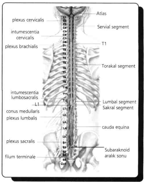 3) Medulla spinalis ile ilgili yanlış ifadeyi bulunuz?