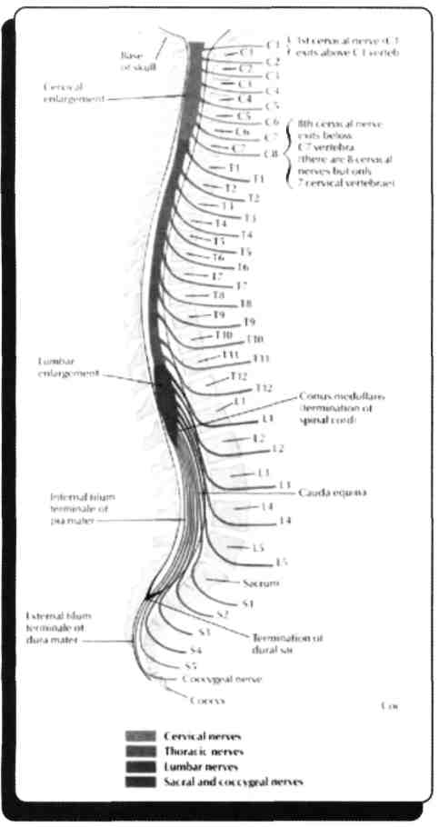 8 servikal, 12 torakal, 5 lumbal, 5 sakral, 1 koksigeal olmak üzere 31 çift spinal sinir ve spinal segment vardır. Yanıt - E 9) Nucleus intermedio medialis hangi seviyededir?