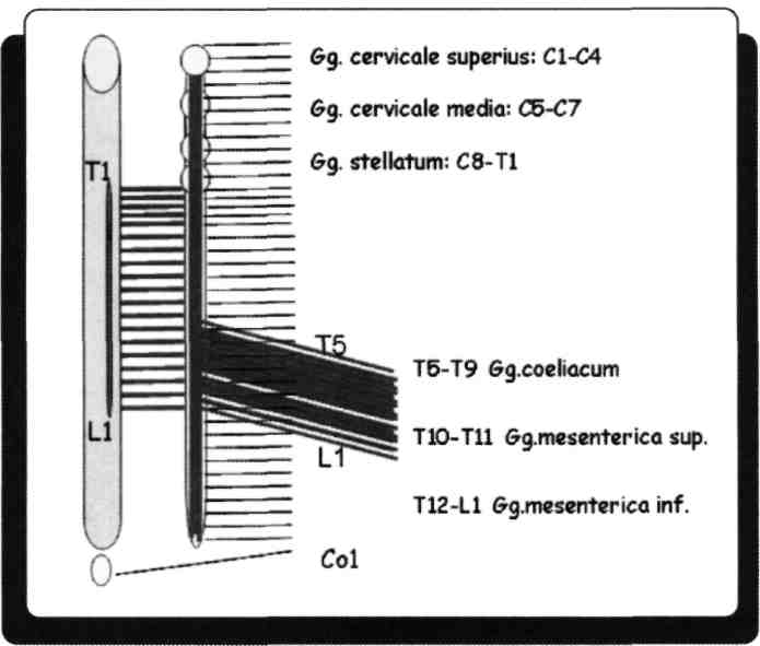 10) Truncus symphaticus'un seviyesi hangisidir? A) C1 - Co1 B) T1 - L2 C) C1 - L2 D) T5 - T9 E) T10-T11 Truncus symphaticus C1 - Co1 arasındadır.