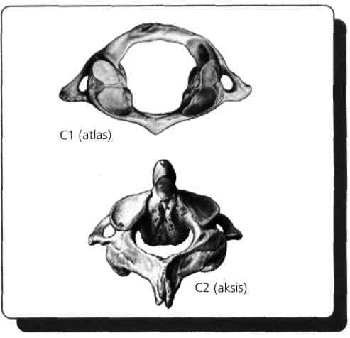 E) Costa sprue'lerde Servikal vertebralarda bulunan deliklere foramen transversarium denir. İçlerinden a.v. vertebralis'ler geçer (ilk altısından arter ve ven beraber, 7. den sadece ven geçer).