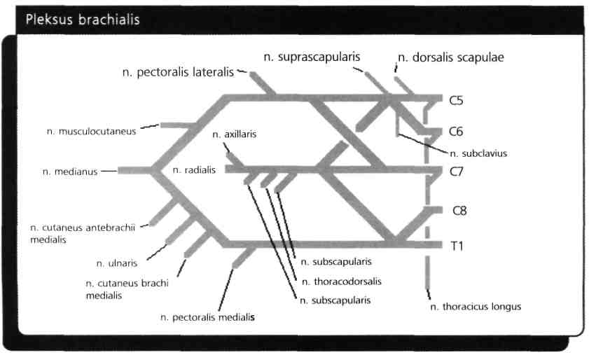 Brakial pleksus C5-T1 spinal sinirlerinin ramus ventralis'leri tarafından oluşturulur. C5 ve C6'nın ön dallan birleşerek truncus superior'u oluşturur.
