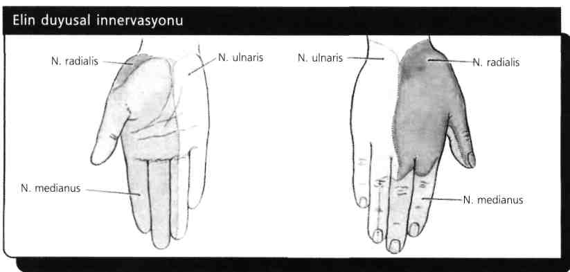 71) Humerusun epicondylus medialis'i hangi sinirle yakınlık gösterir? A) N. intercostobrachialis B) N. radialis C) N. ulnaris D) N. medianus E) N.