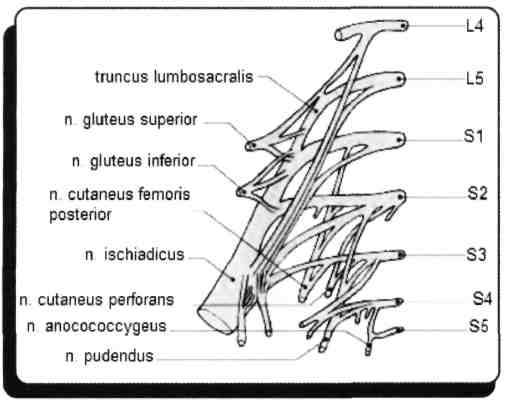 87) Kalçada yürürken aktif olmayan taraf düşüyorsa lezyon nerededir? (Nisan - 1991) A) N.gluteus superior B) N.gluteus inferior C) N.ischiadicus D) N.femoralis E) N.peroneus communis N.