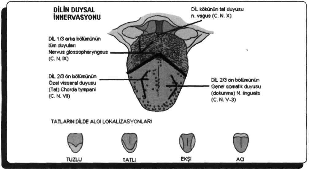 Dil ucunun lenfası ise nodi submentales'lere drene olur. 3) Di! ile ilgili yanlış açıklamayı bulunuz? A) Dili hareket ettiren kasları n. hypoglossus innerve eder.
