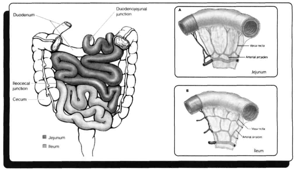 B) Anal kanal C) Çıkan kolon D) Çekum E) İleum Agregat lenf nodları tonsilla'larda, appendix vermiformis'te ve distal ileum'da bol miktarda bulunurlar.