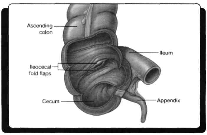 Caecum, kalın barsağın valva ileoceacalis'in altında kalan bölümüdür. Kolonda olduğu gibi ceacum'da da üç tenia coli vardır.