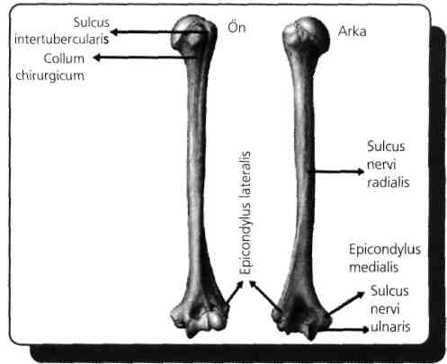 Distal uç suprakondiler kırıklarında ise n. medianus ve a.