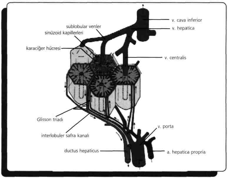 Lig.hepatoduodenale içinde her zaman yer alanlar: A.hepatica propria, ductus choledochus, ductus hepaticus comminis ve v.porta'dır.