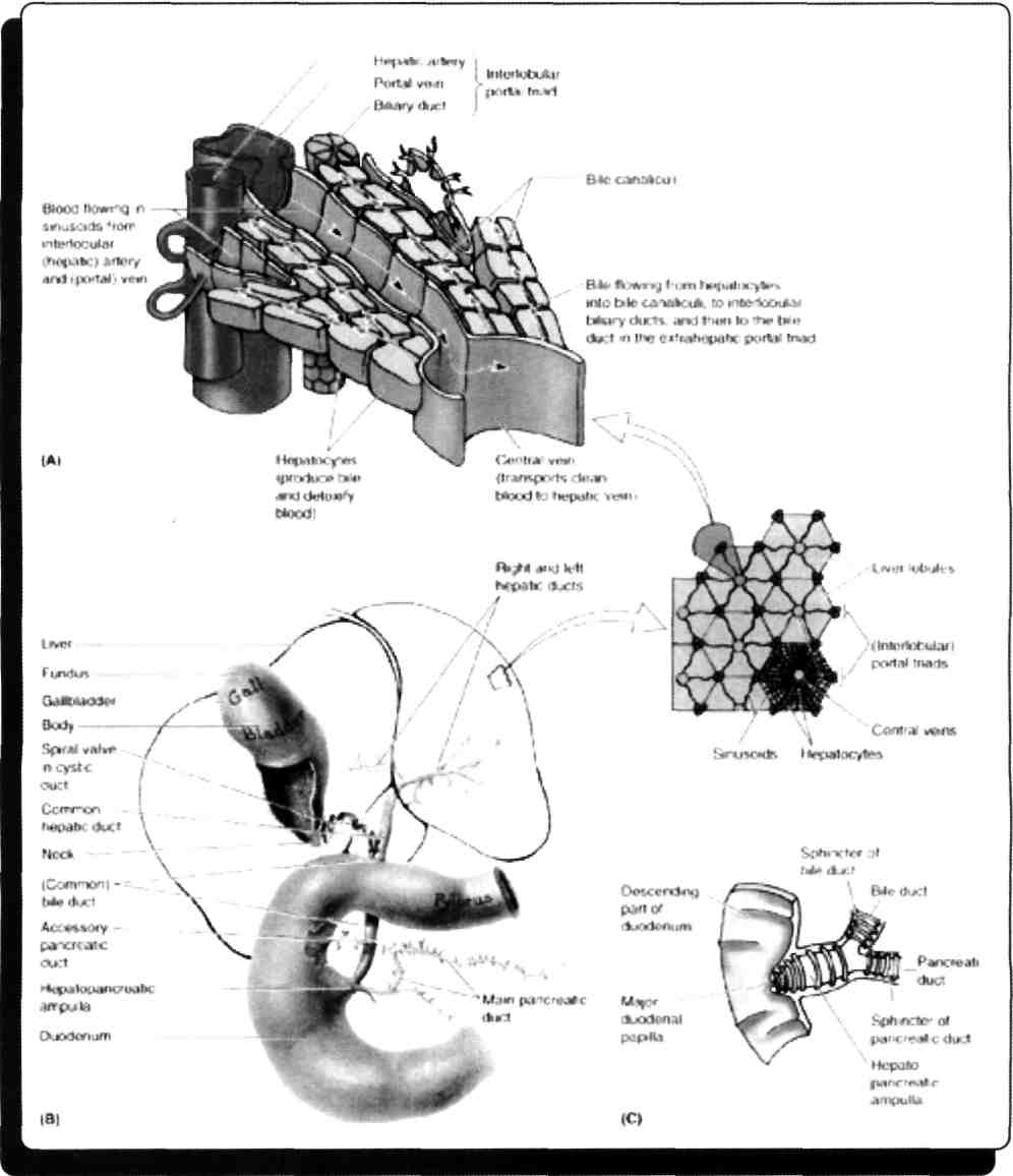 33) Omentum minus için aşağıdakilerden hangisi yanlıştır? A) Karaciğer, mide ve duodenum'un ilk bölümü arasında uzanır. B) Bursa omentalis'in ön duvarının üst bölümünü oluşturur. C) V.