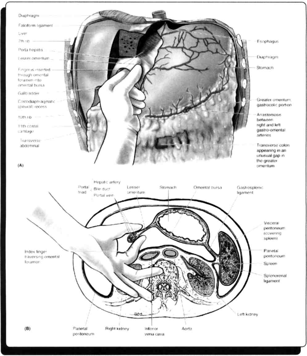 37) Pankreas ile ilgili yanlış açıklamayı bulunuz? A) Peritoneum ile tamamen çevrelenmiştir. B) Genellikle iki esas kanalı vardır. C) V. renalis dextra ve sinistra'nın önünde yer alır.