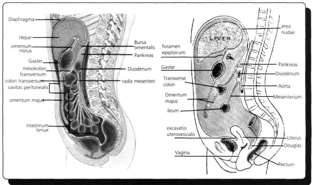 A) N. vagus, pankreas'ın sekresyonunu azaltır. B) Corpus pancreatis'in ön yüzü, ductus choledochus ile komşudur. C) Margo superior'una mesocolon transversum yapışır.