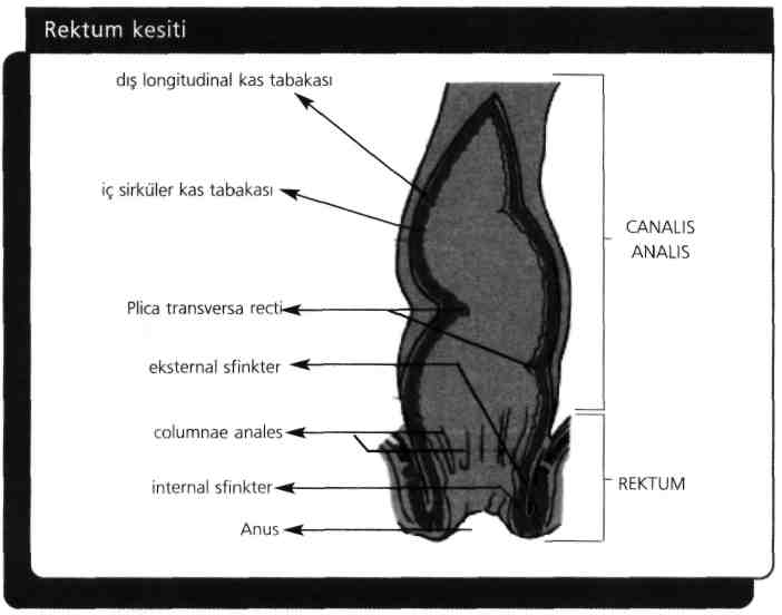 D) A. mesenterica superior'un terminal dallarından biri ile beslenir. E) Muköz zar ve stratum circulare içeren kalıcı plica transversalis recti bulunur.