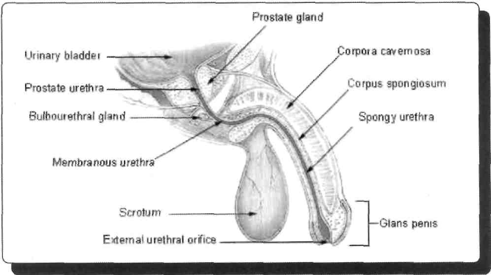 55) Vesica urinaria ile ilgili açıklamalardan doğru olanını işaretleyiniz? A) Kadında ürogenital diyafram ile temas eder.