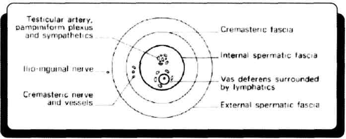 E) Normal dolu pozisyonda ön duvarı symphysis pubis'in üstünde karın duvarı ile temastadır. Vesica urinaria symphysis pubica'nın arkasında yer alır.