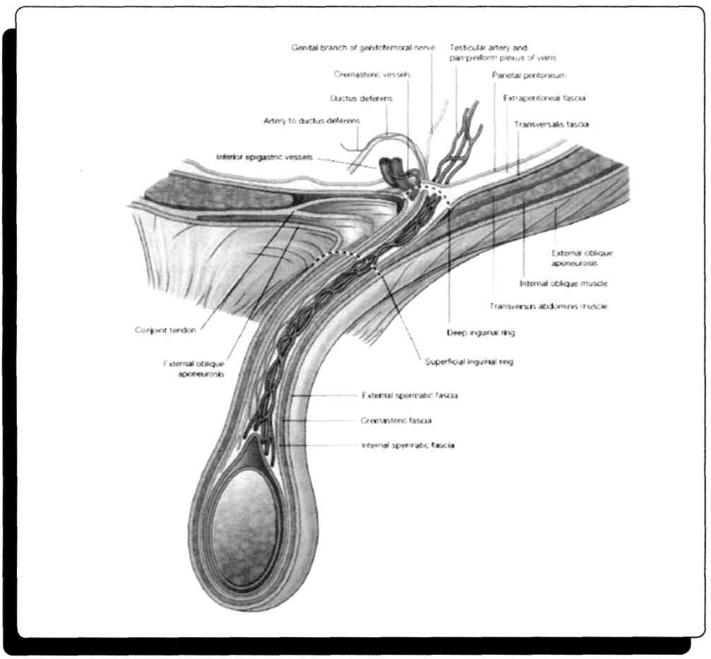 57) Gubernaculum testis erişkinde aşağıdakilerden hangisine dönüşür? A) Processus vaginalis B) Tunica vaginalis testis C) Canalis inguinalis D) Lig. scroti E) Lig.