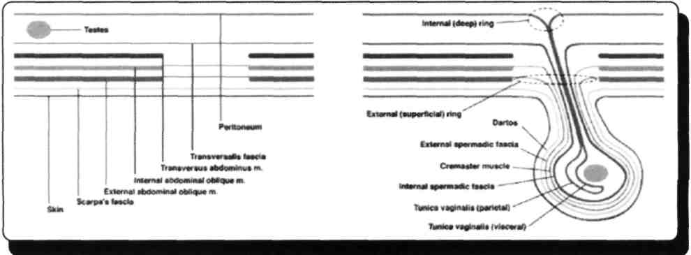 Tunica dartos abdomendeki fascia superficialis'in devamıdır. Fascia superficialis'in ön yaprakları camper fasyası (adipos fasya) testis etrafında düz kasa dönüşür ve ısıya bağlı çalışır.