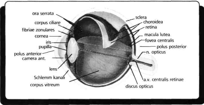 E) Corpus vitreum Kornea ışığı en fazla kıran yapıdır, humor aquoous ön kamarada kornea ile lens arasındadır ve ışığı kırar daha sonra lense gelen ışık burada da kırılır ve arka kamarada bulunan