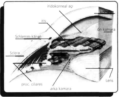 (Eylül - 1999) A) Sinus cavernosus sclera B) Processus ciliares C) Macula lutae D) Choroidea E) Canalis hyaloideus Humor aquoous lensin ön yüzü ile irisin arka yüzü arasında arka kamarada proc.