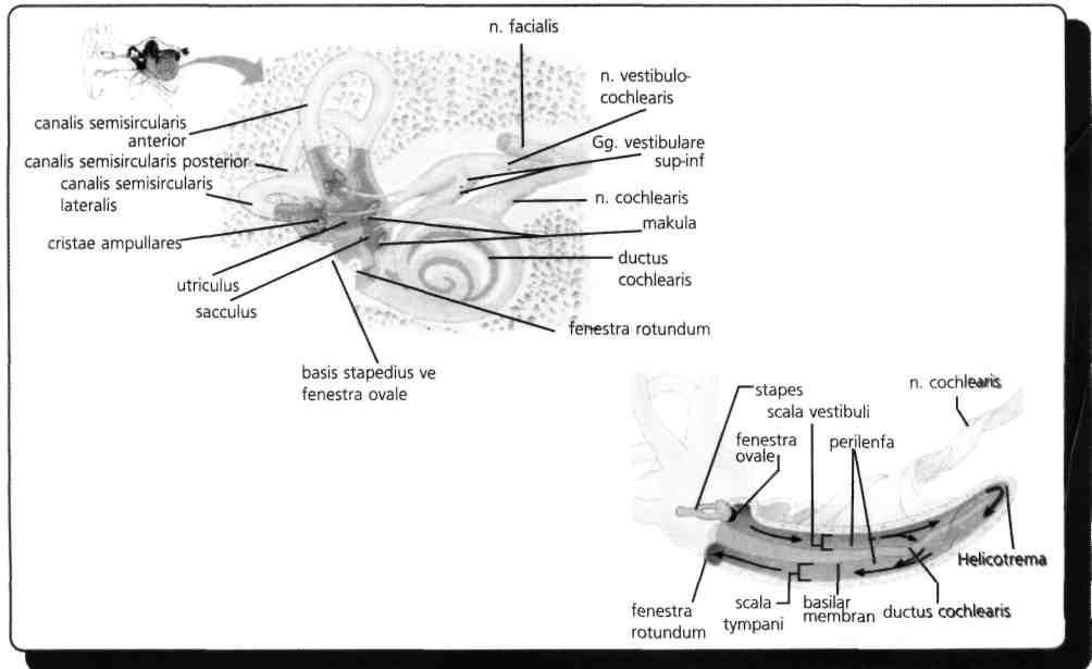 İç kulak kaslarından m.stapedius'u nervus facialis, m.tensor tympani'yi ise nervus trigeminus'un nervus mandibularis'i innerve eder. M.stapedius (nervus facialis) felcinde hiperakuzi; m.