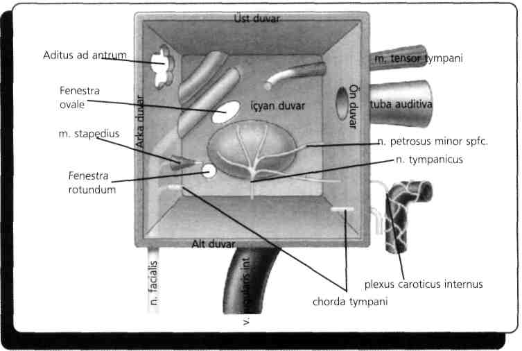 Prominentia styloidea, ve nervus tympanicus'un (N.